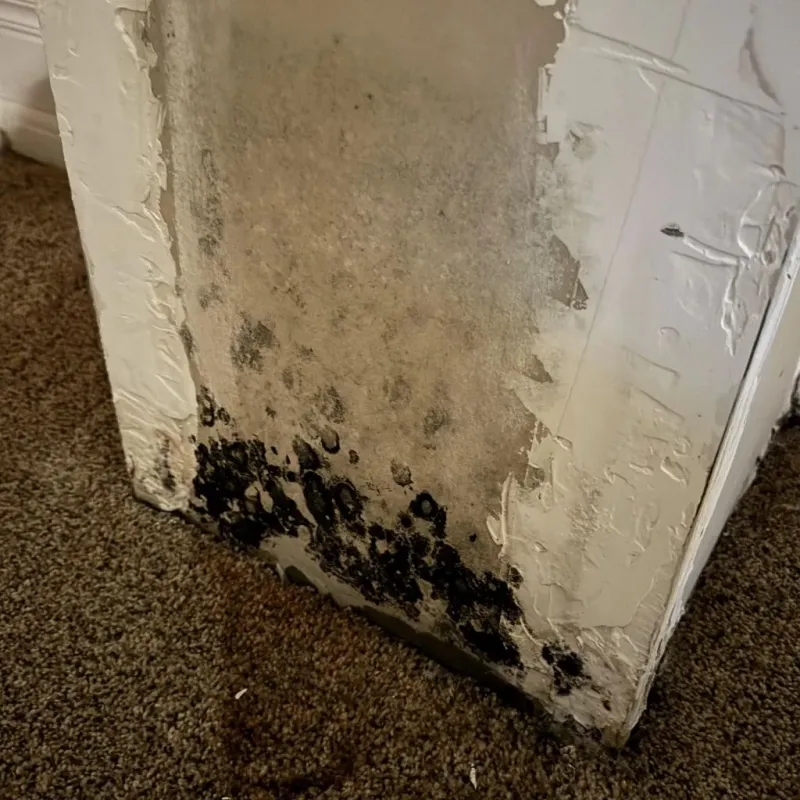 Professional Mold Removal in San Jacinto County, TX